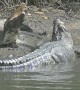 Incredible Crocodile Clash