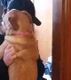 Dog\'s emotional reaction after not seeing owner for 2 months