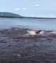 Dog Swims with Salmon School