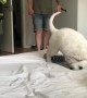 Clumsy Golden Retriever Pup Hops Onto Bed