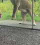 Lion Tries to Catch Some Kids