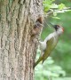 Green Woodpecker Feeding