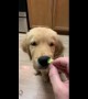 This US golden retriever puppy really hates broccoli