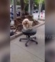 Dog spins on swivel chair while tied to tree in China's Changchun