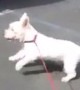 Deaf dog totally rocks out at live concert