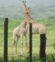 Neck and neck giraffe fight caught on camera