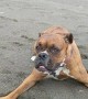 Boxer Shows off Her Sweet Spins