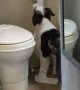 Dog Caught Unrolling Entire Toilet Paper Roll