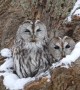 Two Tawny Owls Peer out from Tree Hollow