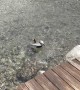 Pelican Dives in for Dinner