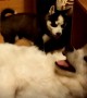 Tiny husky puppy adorably plays with larger Samoyed