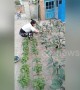 Creative Chinese woman plants vegetables in the gaps between bricks in her yard