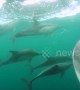 British cameraman has incredible encounter with pod of dolphins off Cornwall