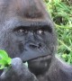 Silverback gorilla in UK zoo eats his greens to get summer body ready