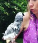 Parrot perfectly imitates a cell phone notification