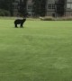 Golf Game Interrupted by Curious Bear