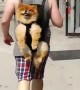 Totally chill dog adorably rides along in owner\'s backpack