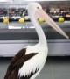 Hungry pelican waits in line to be served at fish store