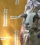 No kidding: NYC goats being honored