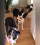 Border Collies