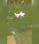 Chicken spotted swimming with family of ducks in a pool in China