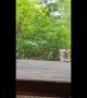 Mountain Lion Attempts to Enter Cabin
