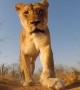 Lioness notices camera and decides to make it her toy