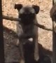 Frustrated pug puppy can\'t fit stick through fence door