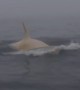 Rare white Killer Whale captured on camera