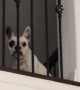 This screaming French Bulldog sounds totally creepy
