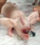 Piglet born with elephant ears and trunk on its head in rural Thailand