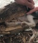 Kitten Stuck Head First in Hollow Log