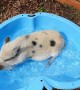 Piglet cools down in her pool