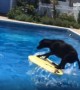 Dog amazingly jumps onto floating body board to fetch ball