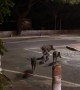 Too cute! Family of wild boar crosses road in South of France