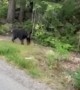 Black Bear Charges at Runner