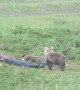 Curious Cub Startles Sleeping Men