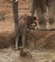 Elephants rush over to help out youngster stuck in muddy bank