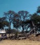 Elephant herd walks up to campers and drinks from pool