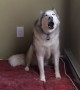 Husky protests loudly when owner asks him to go for walk