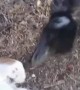 Emu Plays With Pup