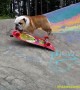 Bulldog 'shreds' it on the skateboard