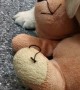 Seeing Eye Puppy Plays with Teddy