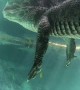 Swimming Underneath an Alligator in the Everglades