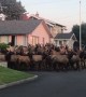 Huge Elk Herd Gather Outside House