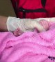 Call the midwife! Baby born with a dozen fingers and toes on Thai roadside