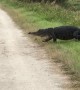 Massive alligator surprises hikers along walking trail