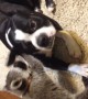 Baby Raccoon Befriends Dog