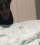 Very Vocal Doberman Talks Back