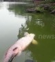 Monster Amazonian fish terrifies jogger after floating in Malaysian lake